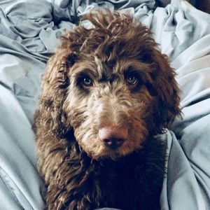 Meet your Posher, Tara